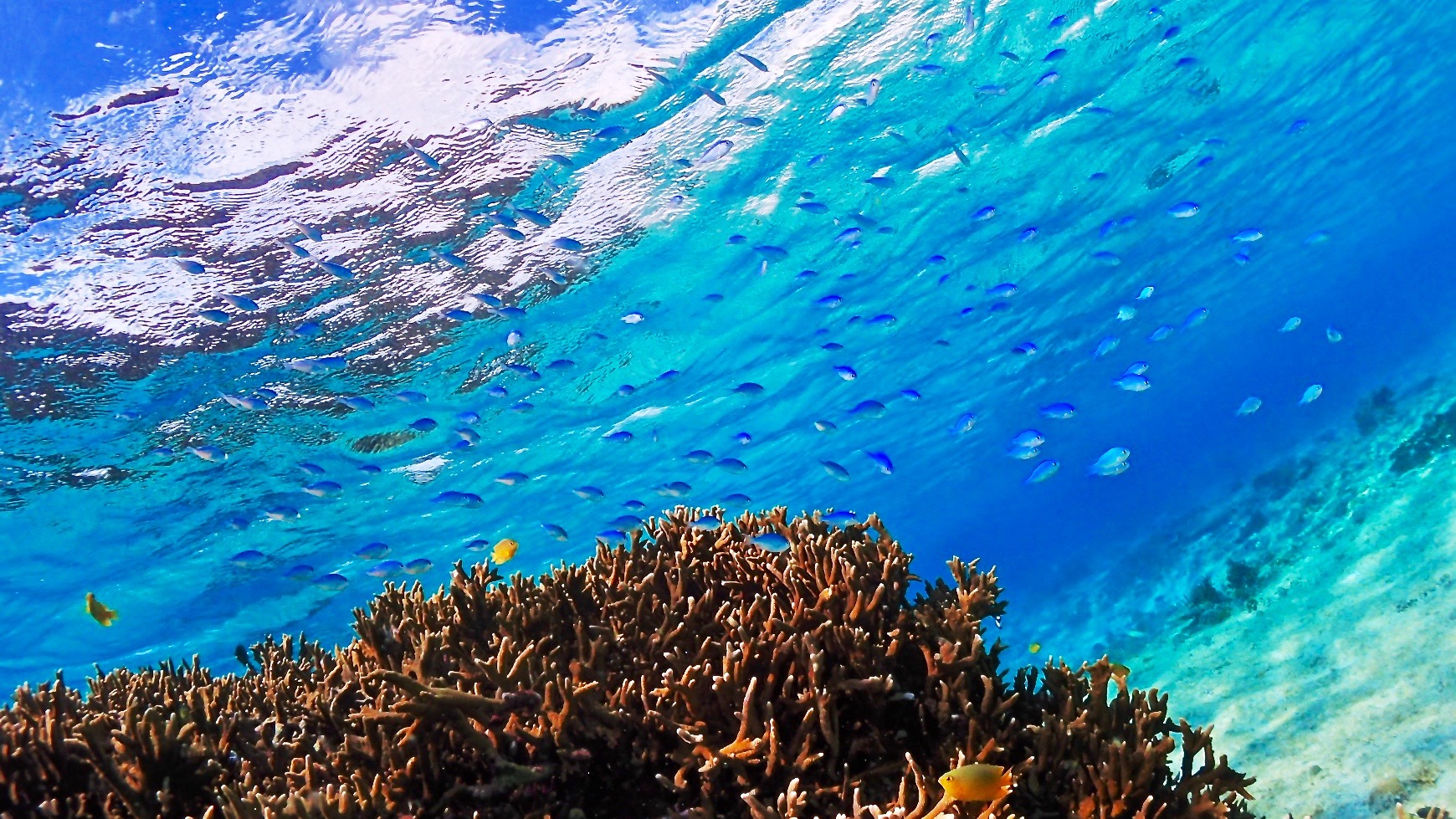 初心者でも安心の宮古島ビーチ体験ダイビング