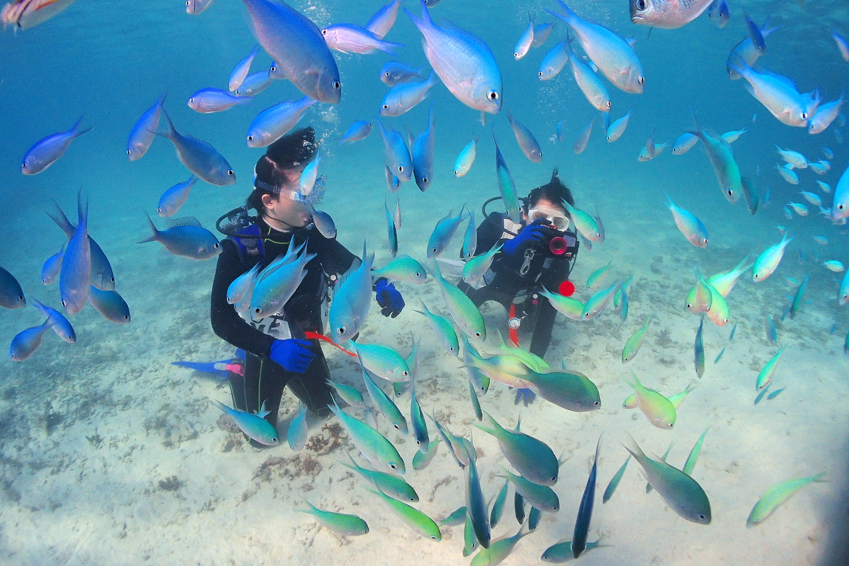 青く澄んだ宮古ブルーの水中世界を体験ダイビングで楽しむ
