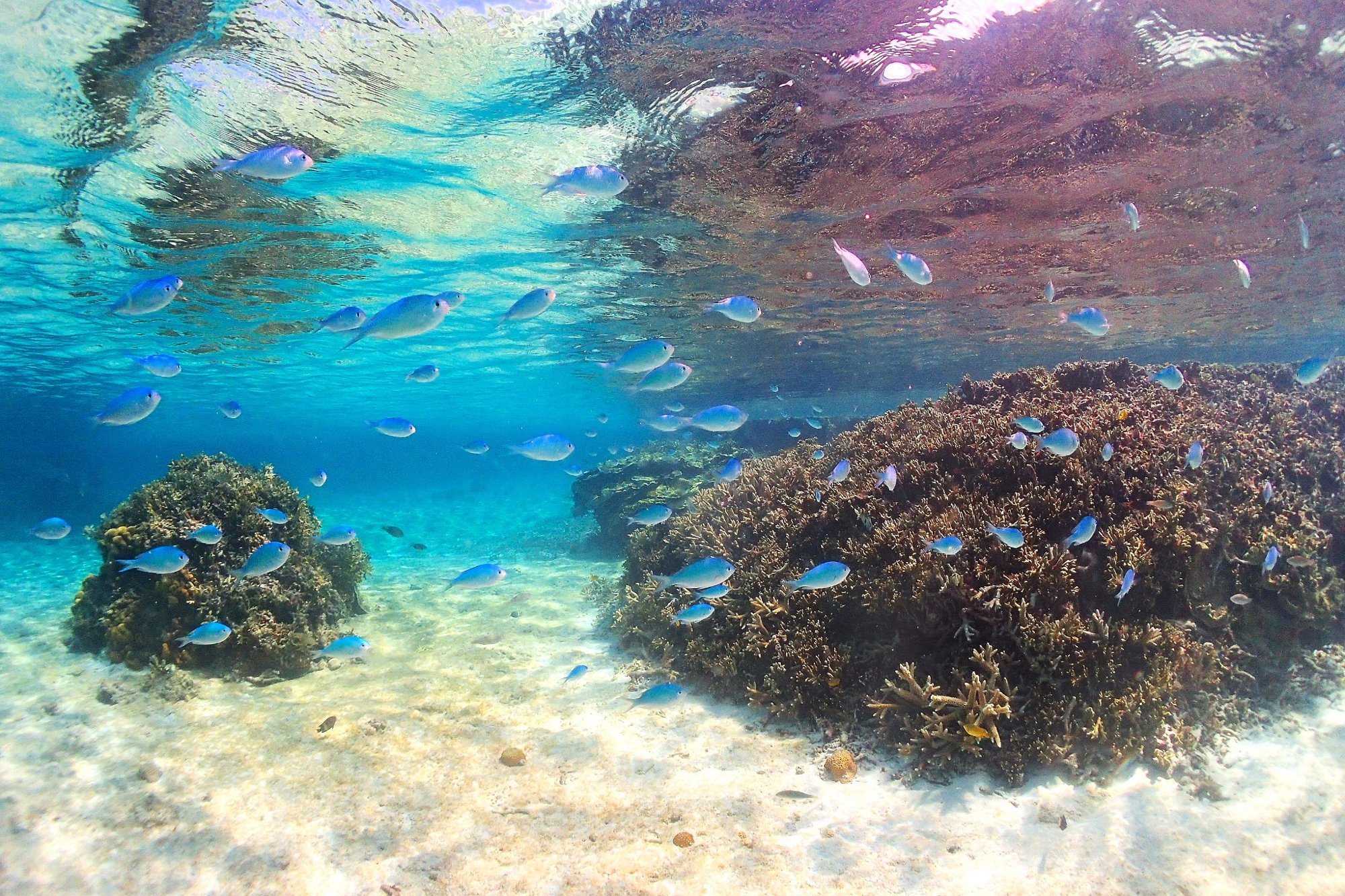 シュノーケリング：サンゴと魚の楽園を気軽に体験