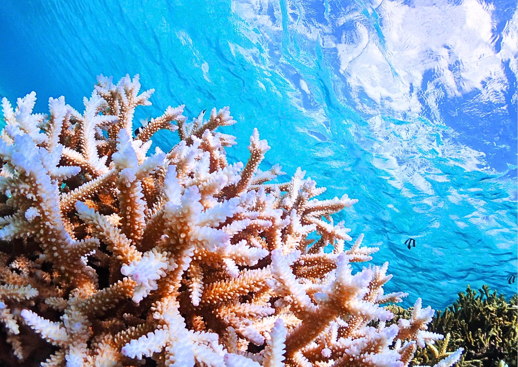 宮古島ビーチファンダイビング