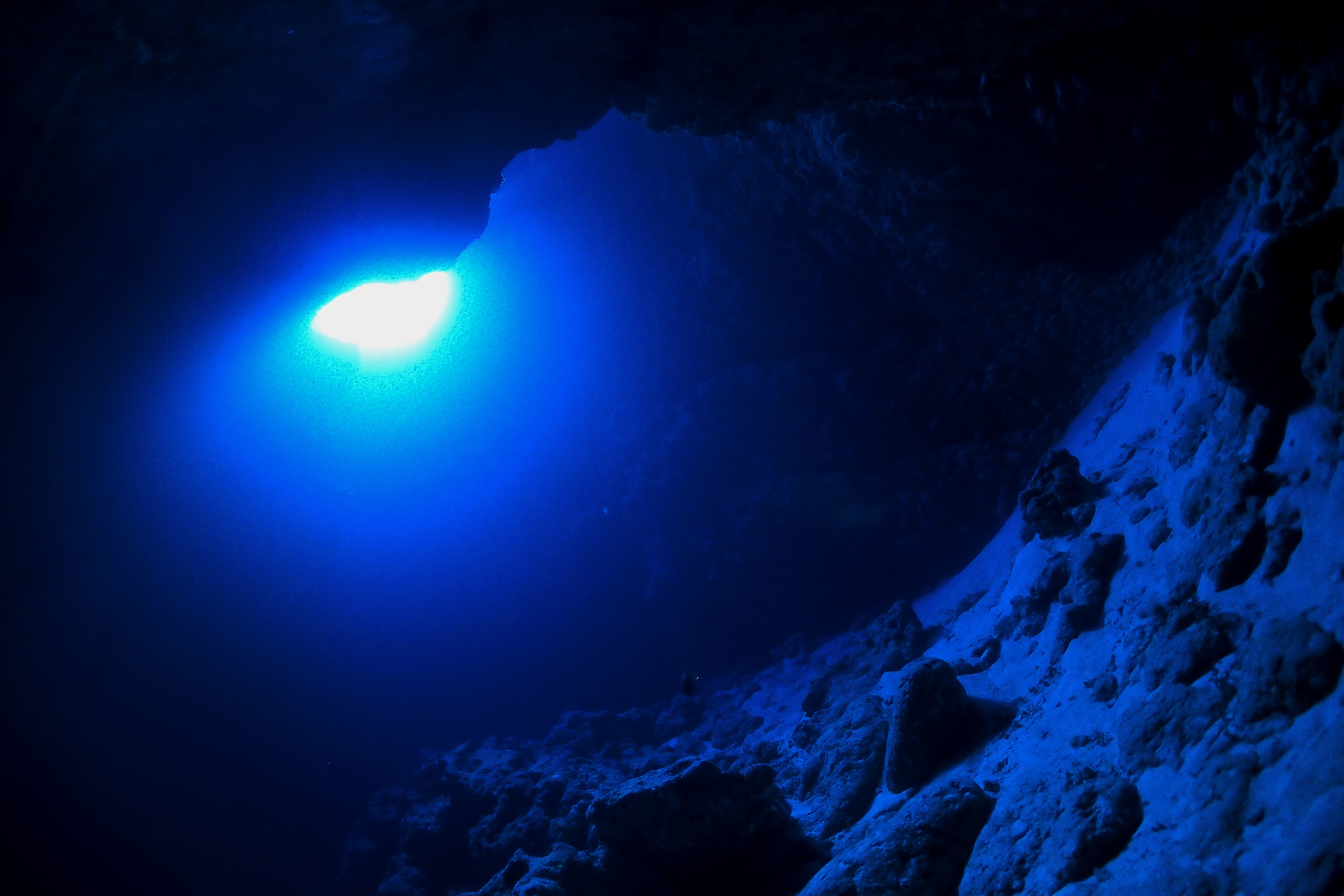 アオウミガメとの遭遇