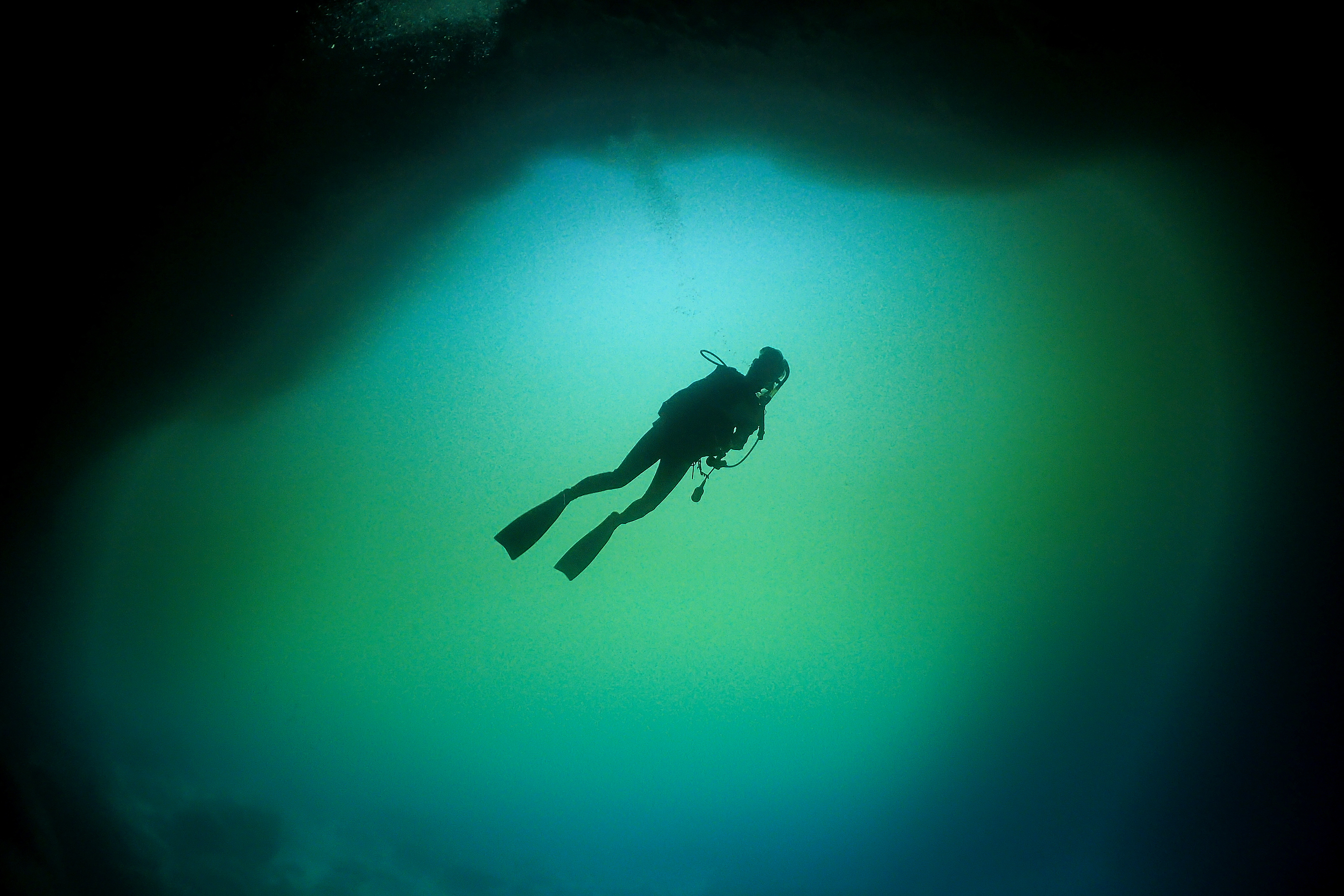 カクレクマノミとイソギンチャク