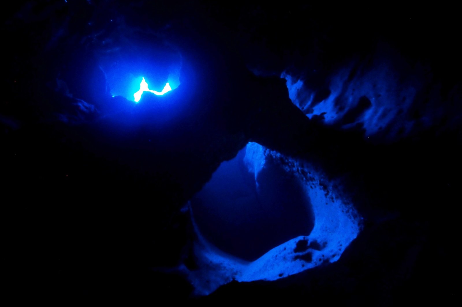 カクレクマノミが棲むリーフでのダイビング