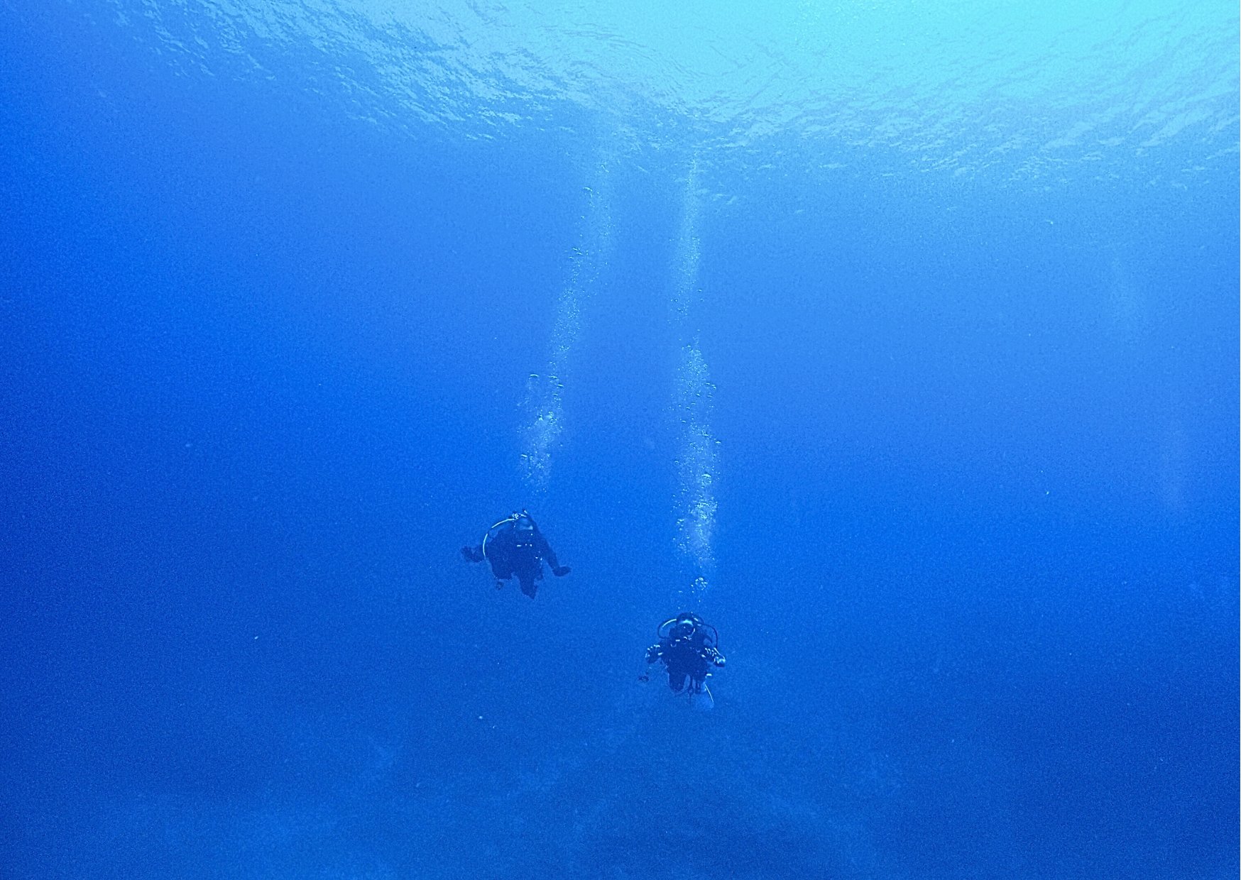 透明度抜群の海で出会ったアオウミガメ