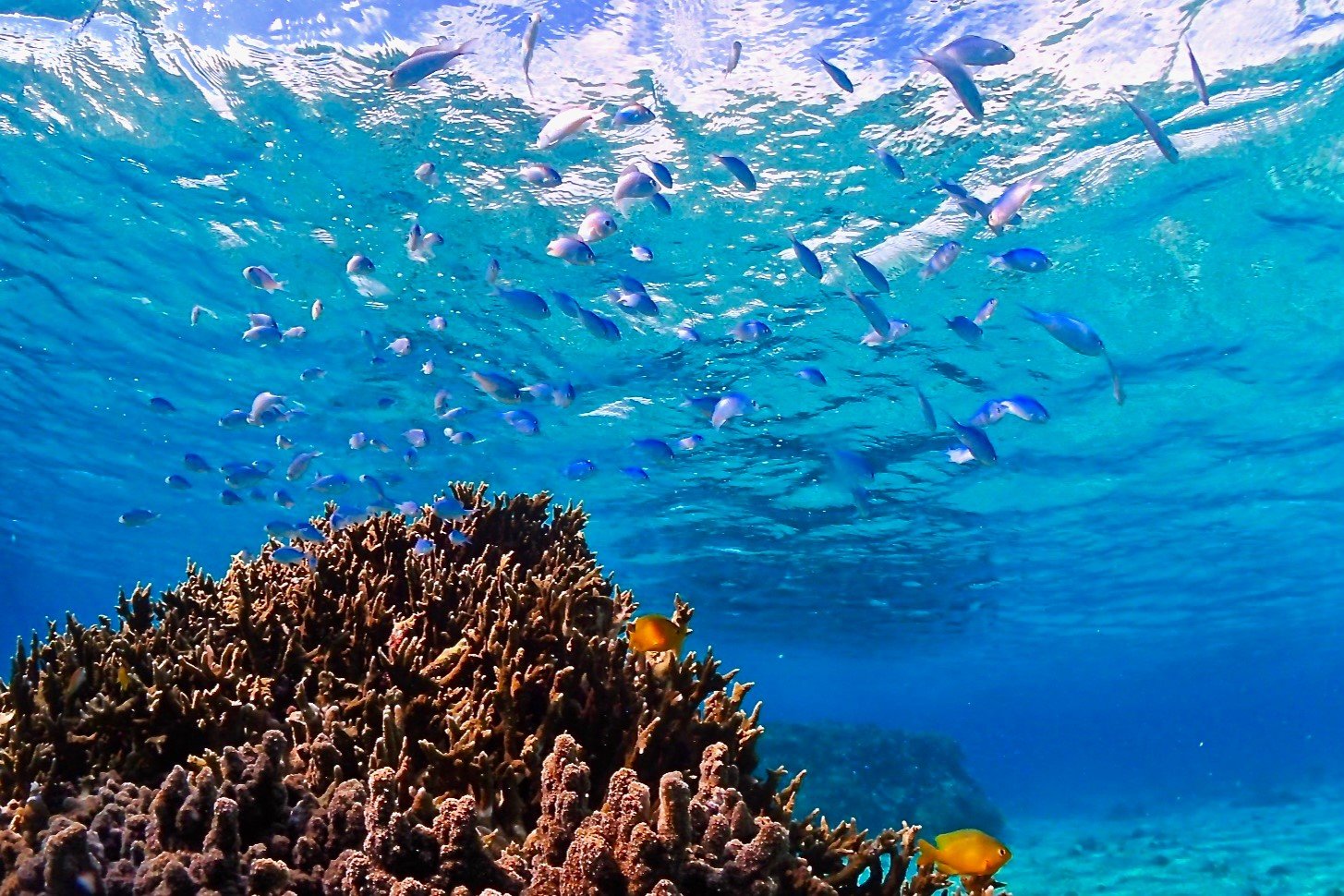 初心者でも安心の浅場でのシュノーケリング