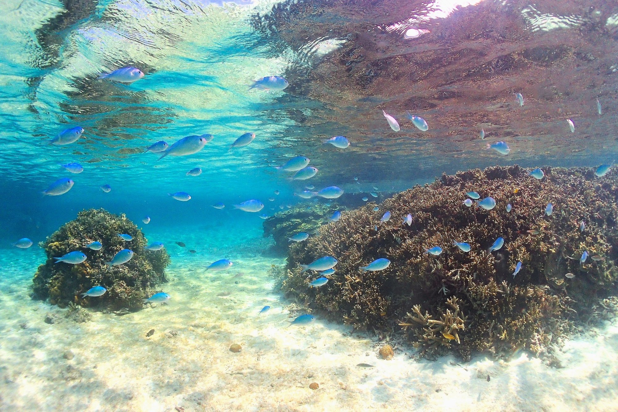 ウミガメに会えるチャンスがある宮古島の海