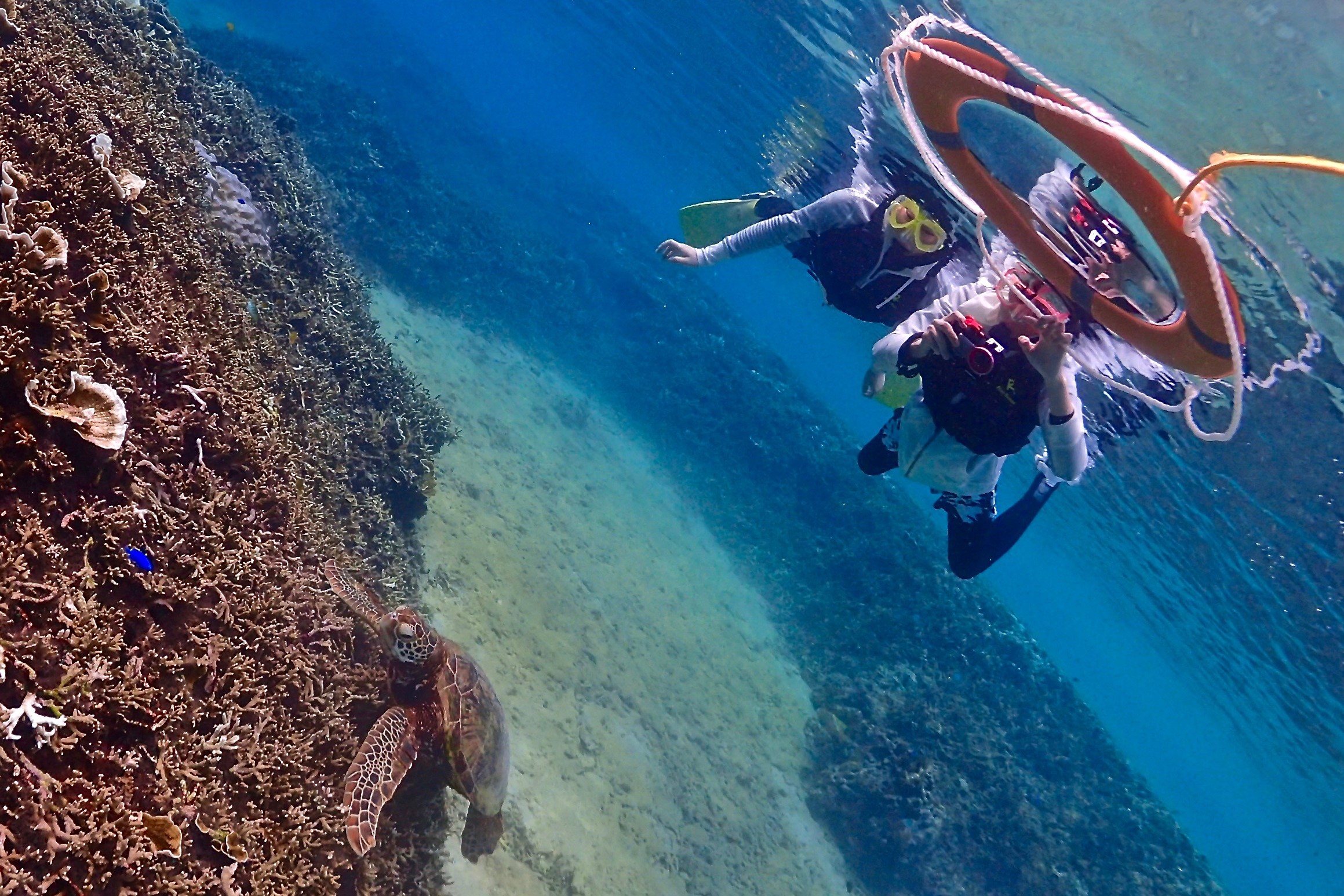 色鮮やかな魚たちと泳ぐシュノーケリング体験